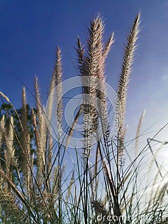 Grassâ€‹ Fields, Fourtain Grass, à¸«à¸à¹‰à¸²à¸™à¹‰à¸³à¸žà¸¸, Pennisetum setaceum Stock Photo